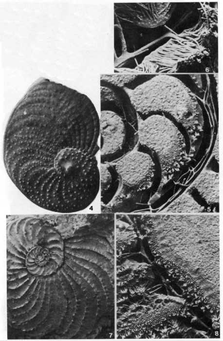 Operculina heterosteginoides Hofker, 1933