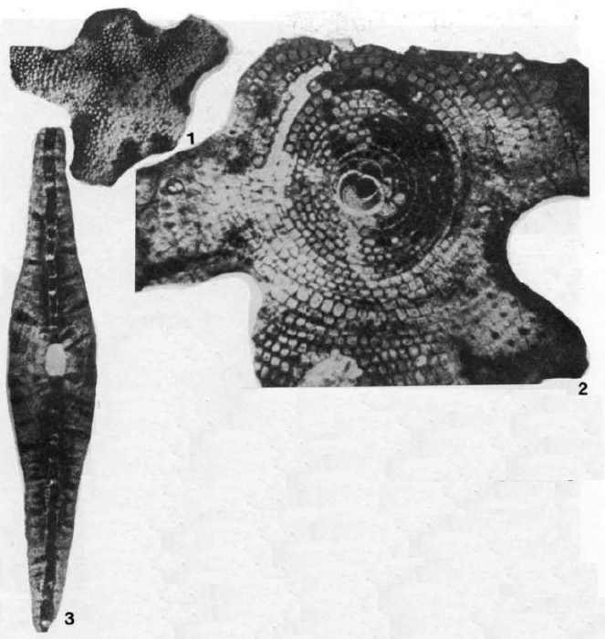 Radiocycloclypeus stellatus (Tan, 1930)