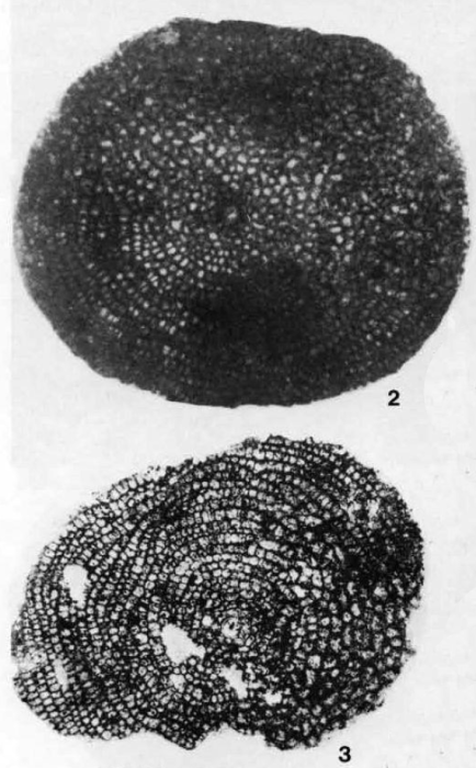 Hexagonocyclina cristensis (Vaughan, 1924)