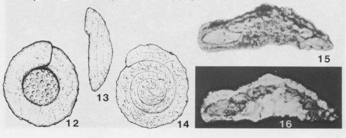 Ichnusella trocholinaeformis Dieni &amp; Massari, 1966