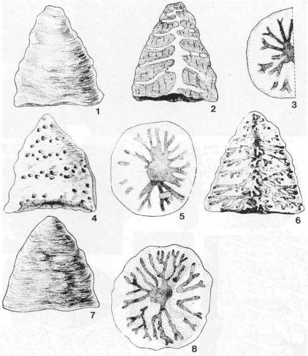 Pragsoconulus robustus Oberhauser, 1963