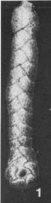 Bolivinopsis rosula (Ehrenberg, 1854)