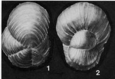 Nonion marielensis Palmer, 1936