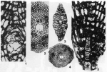 Triplalepidina veracruziana Vaughan & Cole, 1938