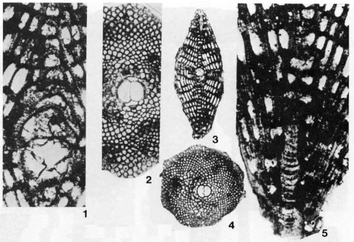Triplalepidina veracruziana Vaughan &amp; Cole, 1938