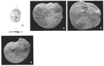 Heterostegina costata d'Orbigny, 1846