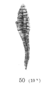 Spiroclypeus yabei van der Vlerk, 1925