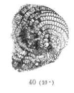 Spiroclypeus yabei van der Vlerk, 1925