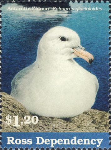 Fulmarus glacialoides Fulmarus glacialoides