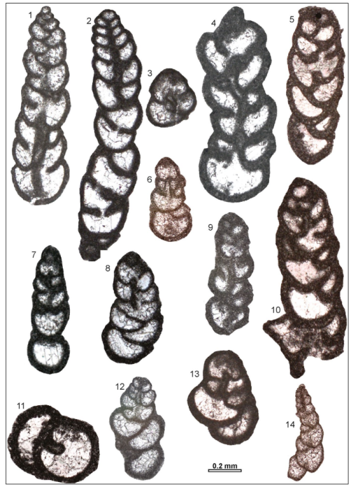 Radoicicina ciarapicae Gale, Barattolo &amp; Rettori, 2018