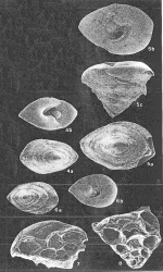 Eupatellinella bullata Hatta in Hatta & Ujiié, 1992