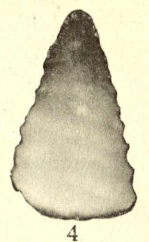 Trocholina elevata Paalzow, 1932
