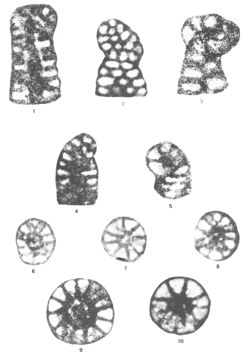 Paracoskinolina occitana Peybernès, 1974
