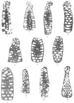 Paracoskinolina occitana Peybernès, 1974