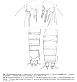 Schizopera parapontica Apostolov, 2026 P5