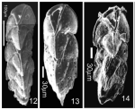 Parareussella prismatica Popescu & Crihan, 2005