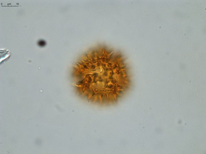 Pollen grain of Vernonia hispidula var. glabriuscula, Humbert, H., 3481, P00621427