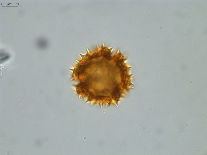 Pollen grain of Vernonia hispidula var. glabriuscula, Humbert, H., 3481, P00621427