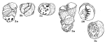 Tarbellina plicata Sztrákos, 2000