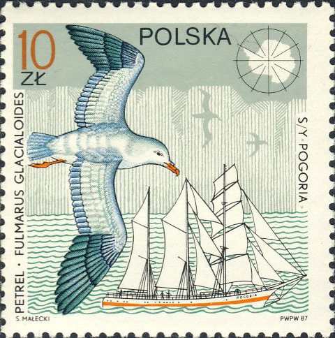 Fulmarus glacialoides Fulmarus glacialoides