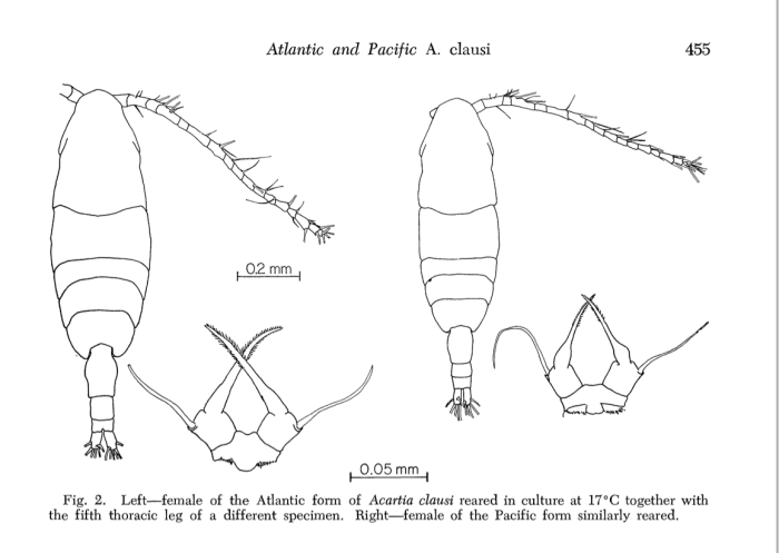 Acartia clausi female