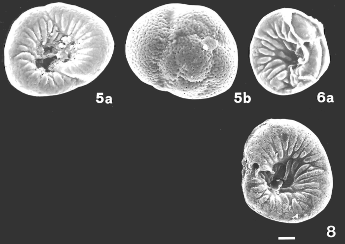 Rossyatella colonnensis Pawlowski &amp; Zaninetti, 1993