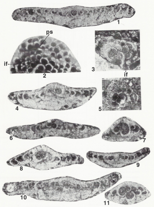 Sirelella safranboluensis Özgen Erdem, 2002