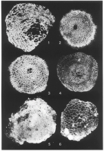 Pseudorbitoides trechmanni subsp. pectinata Krijnen, 1972