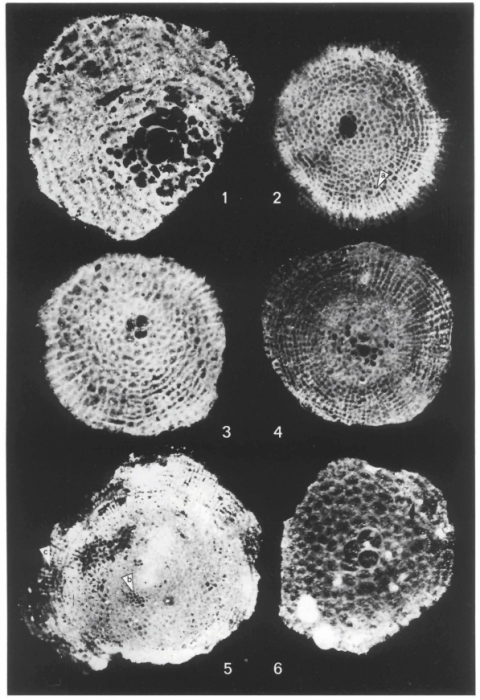 Pseudorbitoides trechmanni subsp. pectinata Krijnen, 1972