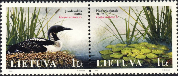 Gavia arctica Gavia arctica