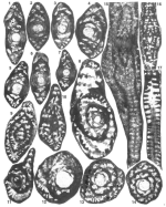 Palandrosina taxyae Fleury & Tronchetti, 1994