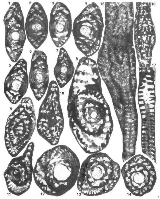 Palandrosina taxyae Fleury &amp; Tronchetti, 1994