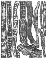 Palandrosina taxyae Fleury & Tronchetti, 1994