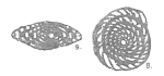 Peneroplis glynnjonesi Henson, 1950