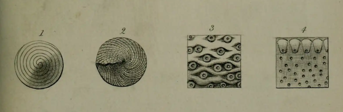 Orbitolites malabarica Carter, 1853