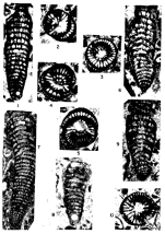 Rhapydionina malatyaensis Sirel, 1976