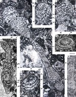 Reticulotaberina jahrumiana Nafarieh, Consorti & Caus, 2019