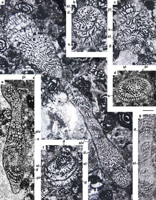 Reticulotaberina jahrumiana Nafarieh, Consorti &amp; Caus, 2019