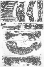 Ramirezella vidali Cherchi & Schroeder, 1999