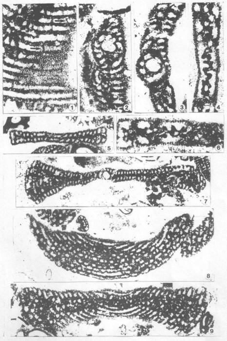 Ramirezella vidali Cherchi &amp; Schroeder, 1999
