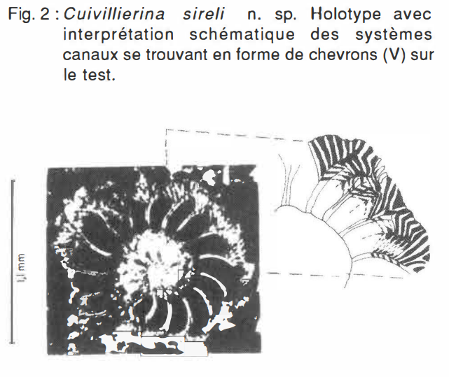 Cuvillierina sireli Inan, 1988
