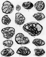 Sistanites iranica Rahaghi, 1983