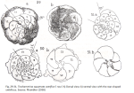 Trochammina squamata f. astrifica Rhumbler, 1938 Syntypes