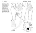 Cardiodectes laybackinabaueroides Uyeno & Maeno, 2026