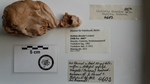 Holotype