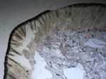 Holotype, section