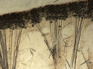 Holotype, cortex setion