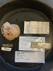 Holotype