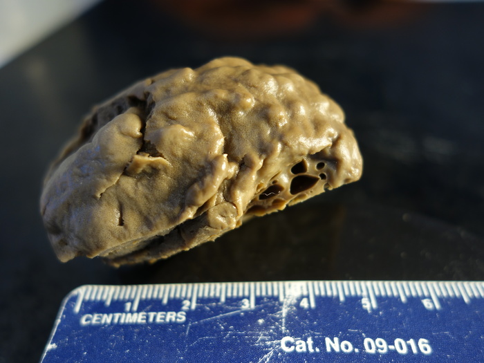 Holotype