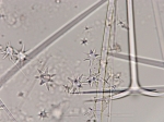Holotype, microscleres